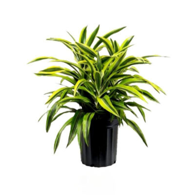 Dracenea Victoria