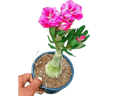 Adenium White