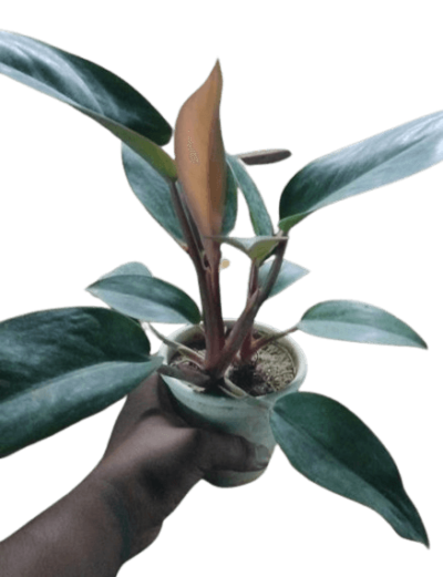 Bird of Paradise