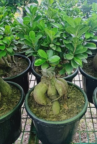 Carmona bonsai