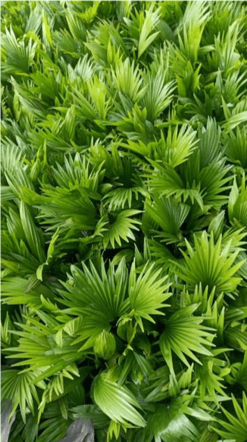 China Palm