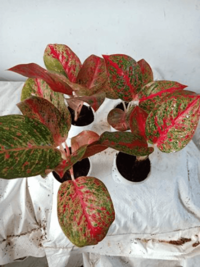 Croton Patera