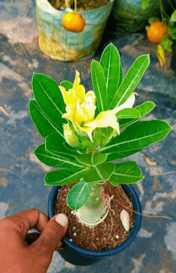 Ficuss Bonsai