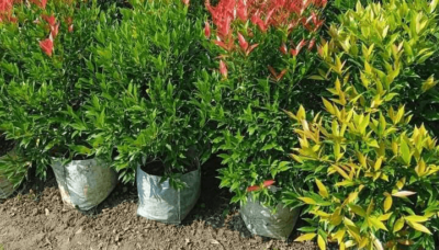 Long island Bonsai