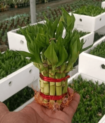 Lucky Bamboo