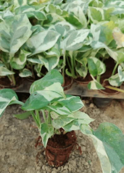 Marvel king Money plant
