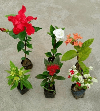 Philodendron