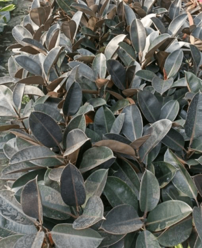 Rubber plant