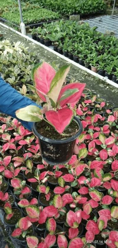 Sangonium red