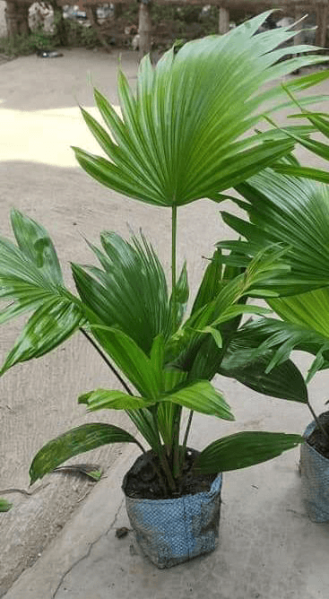Secotia Palm