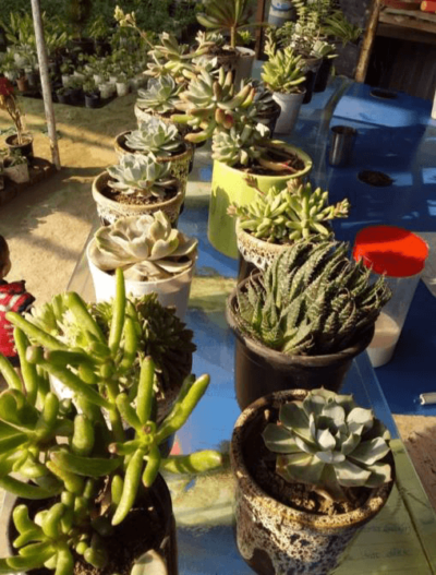 Succulents