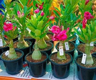 Adenium Pink