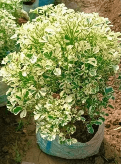ZED Plant Bonsai