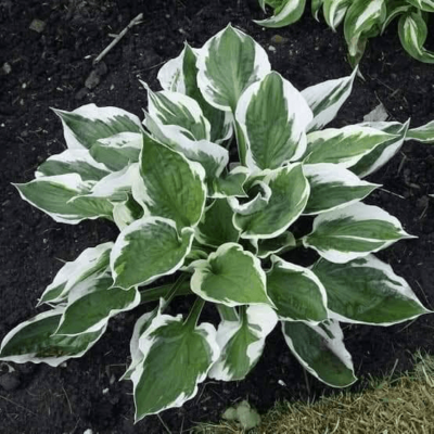 Dracenea Victoriya